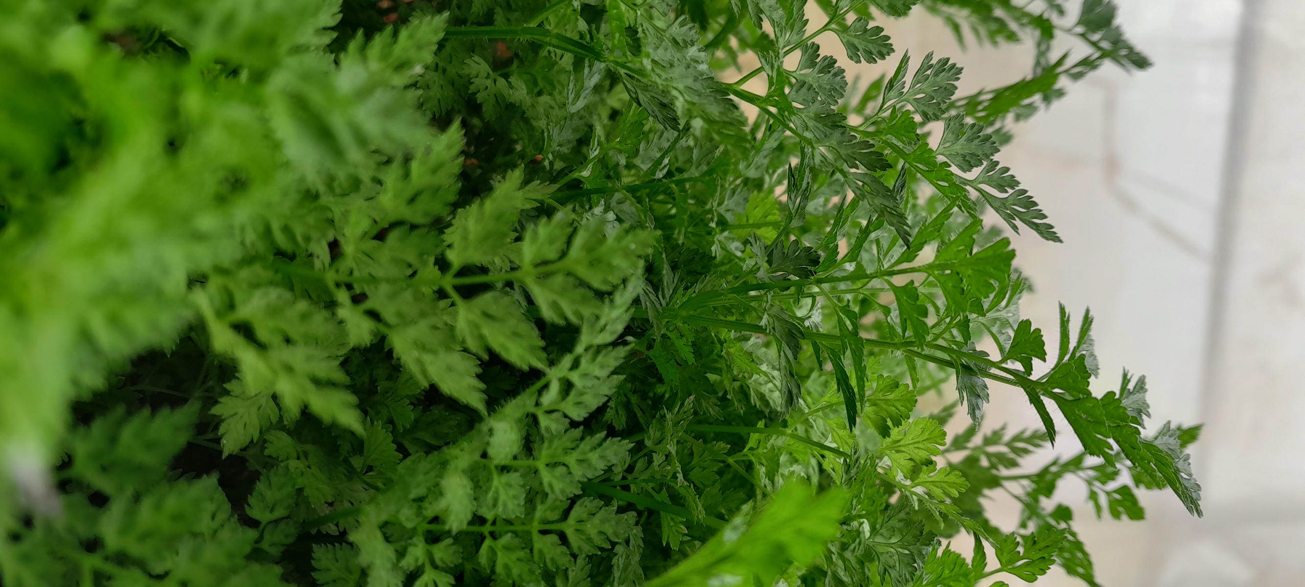 Chervil.jpg